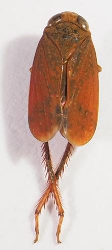 Réf. 308 040 : Coelidiinae inconnu
